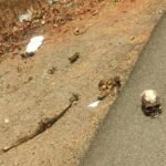 इंसानी ला*शों के टु*कड़ों से मचा हड़कंप.. लोग दहशत में